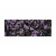 Fantaisie Violet - 0193FA